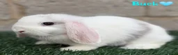 Mini Lop rabbits for sale: Pure breed mini lops bucks  - Advert 3