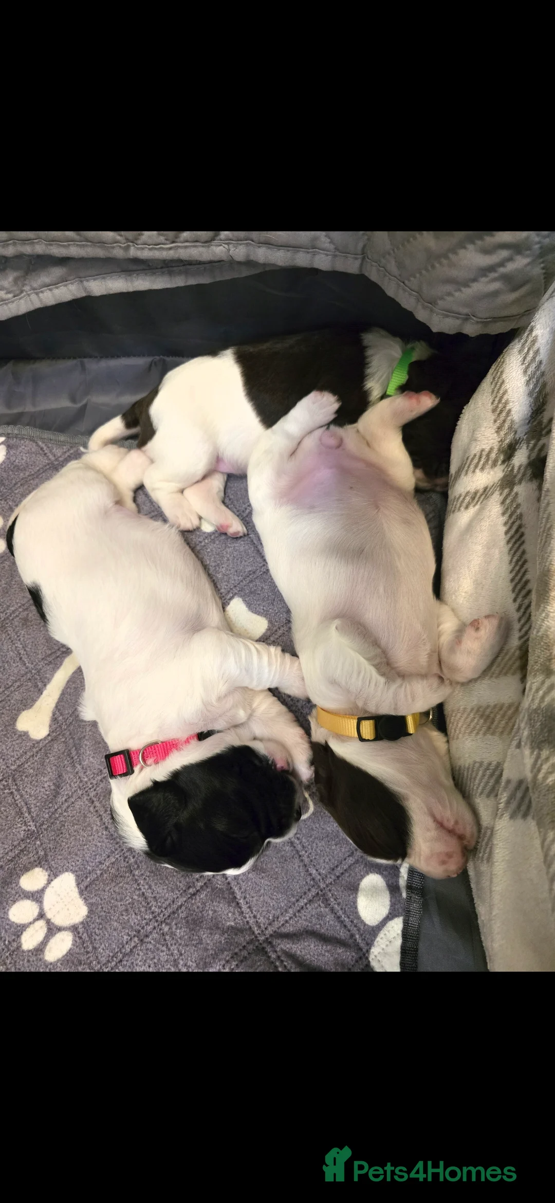 English Springer Spaniel dogs for sale: Health Tested KS English Springer Spaniel puppies  - Advert 11