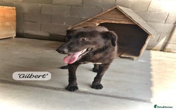 Mixed Breed dogs for adoption: Gilbert, 6 yrs old. Reserved stc. - Image 8