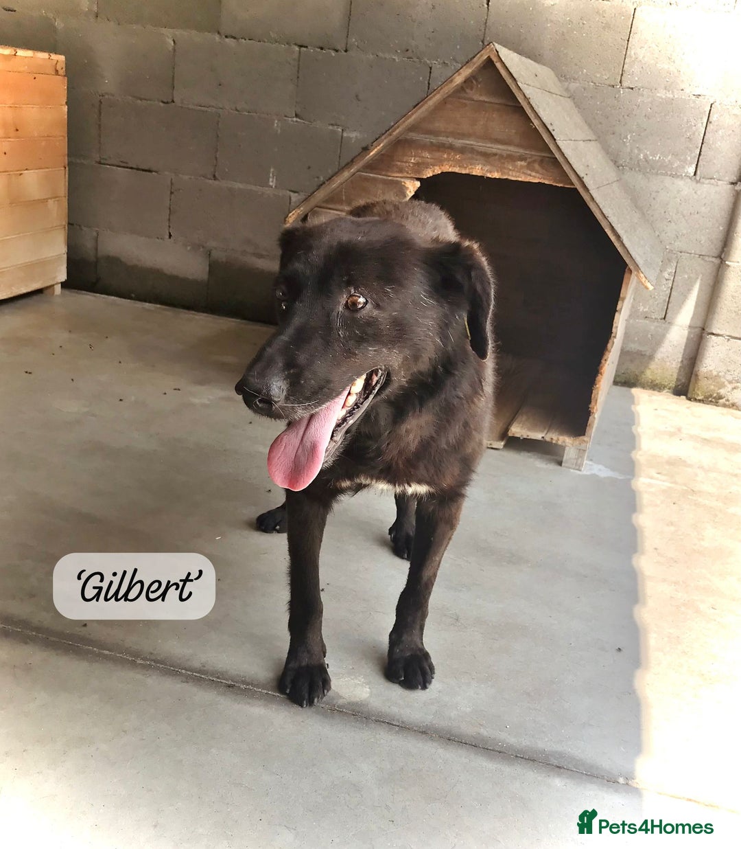 Mixed Breed dogs for adoption: Gilbert, 6 yrs old. Reserved stc. - Image 8
