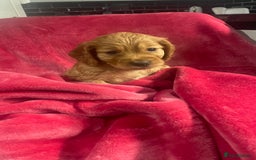 Mixed Breed dogs for sale: Adorable f2B Cockapoos  - Advert 16