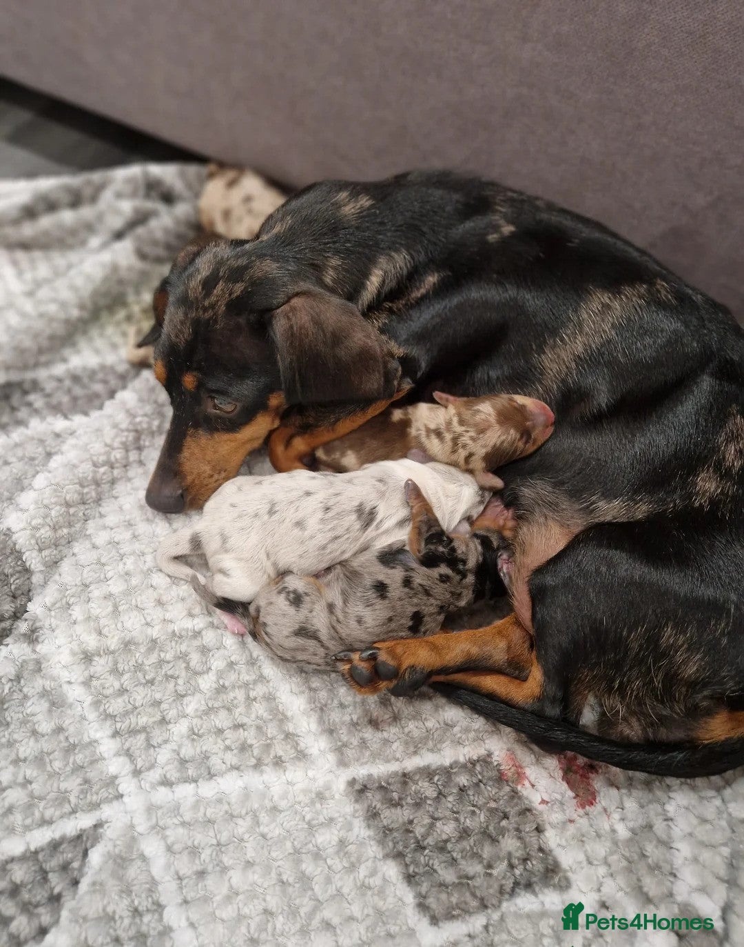 Miniature Dachshund dogs for sale: ADORABLE MINIATURE DACHSHUND PUPPIES - Image 2