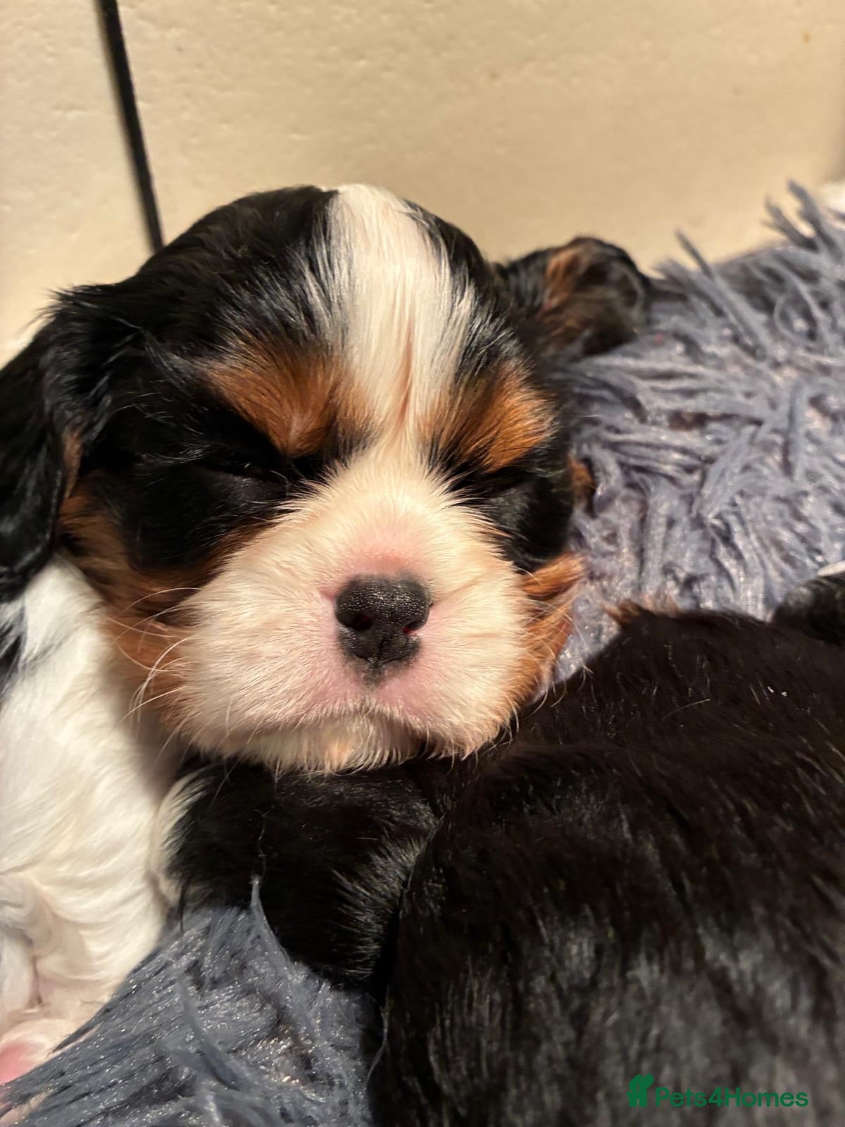 Cavalier King Charles Spaniel dogs for sale: Exceptional cavalier King Charles puppies  - Advert 2