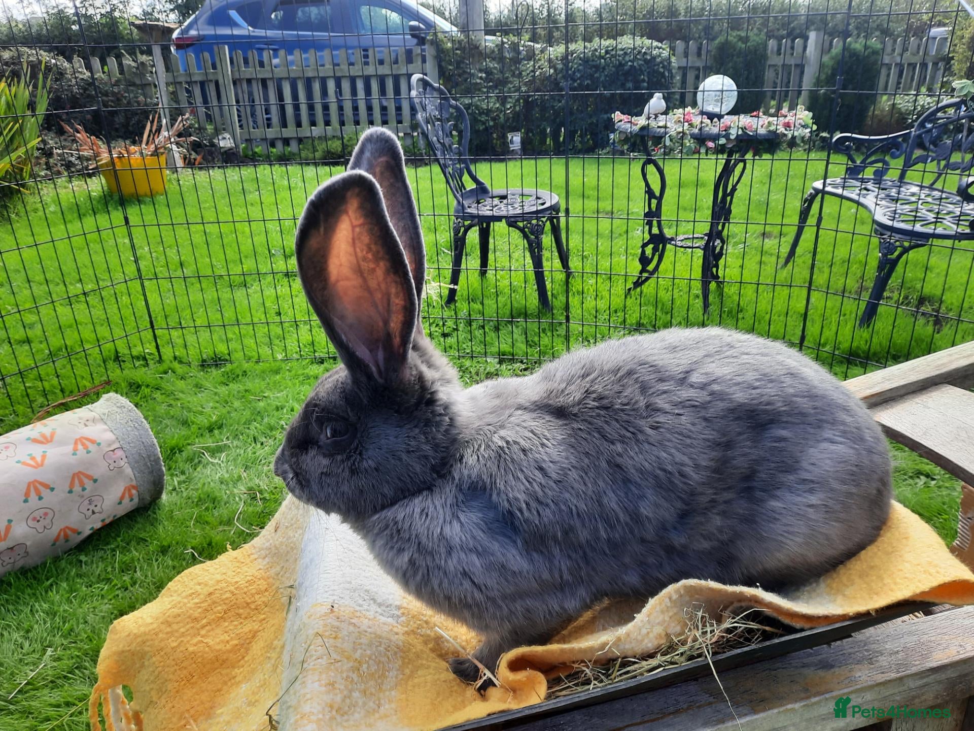 Continental Giant rabbits Beautiful Pure Giant Continentals Babies - Advert 2