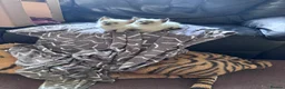 Siamese cats for sale: Siamese kittens for sale - Advert 4