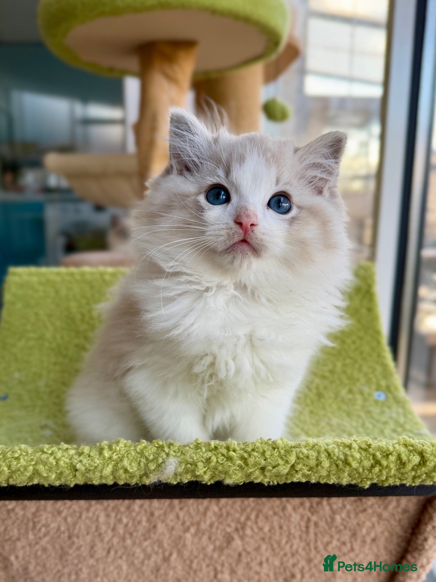 Ragdoll cats TICA registered ragdoll kittens - Advert 1