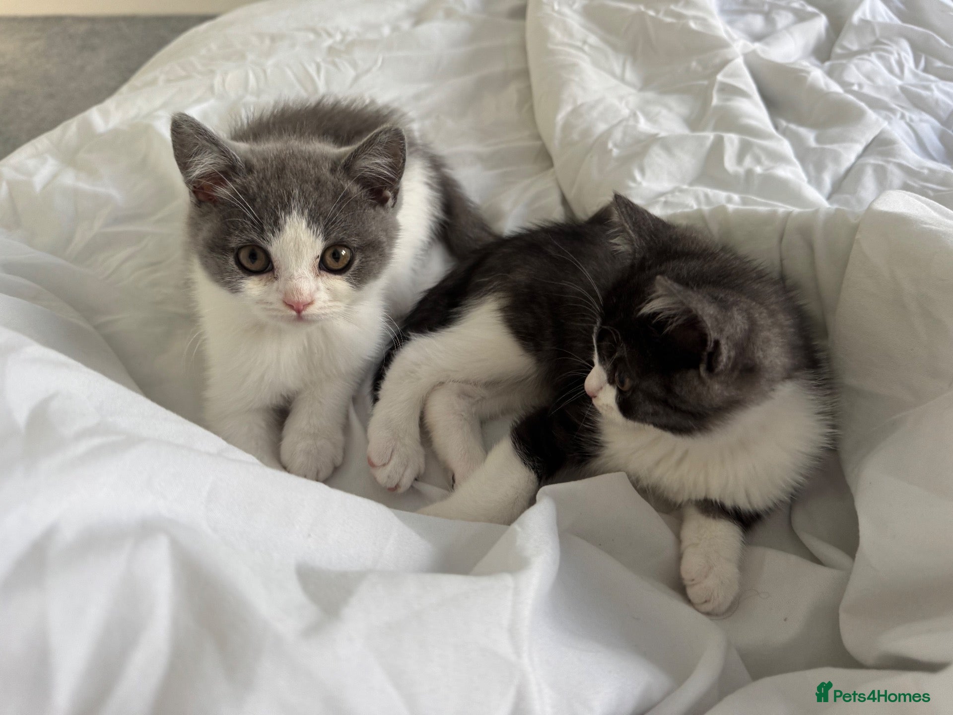 British Shorthair cats Beautiful British Shorthair 🐾 - Advert 2