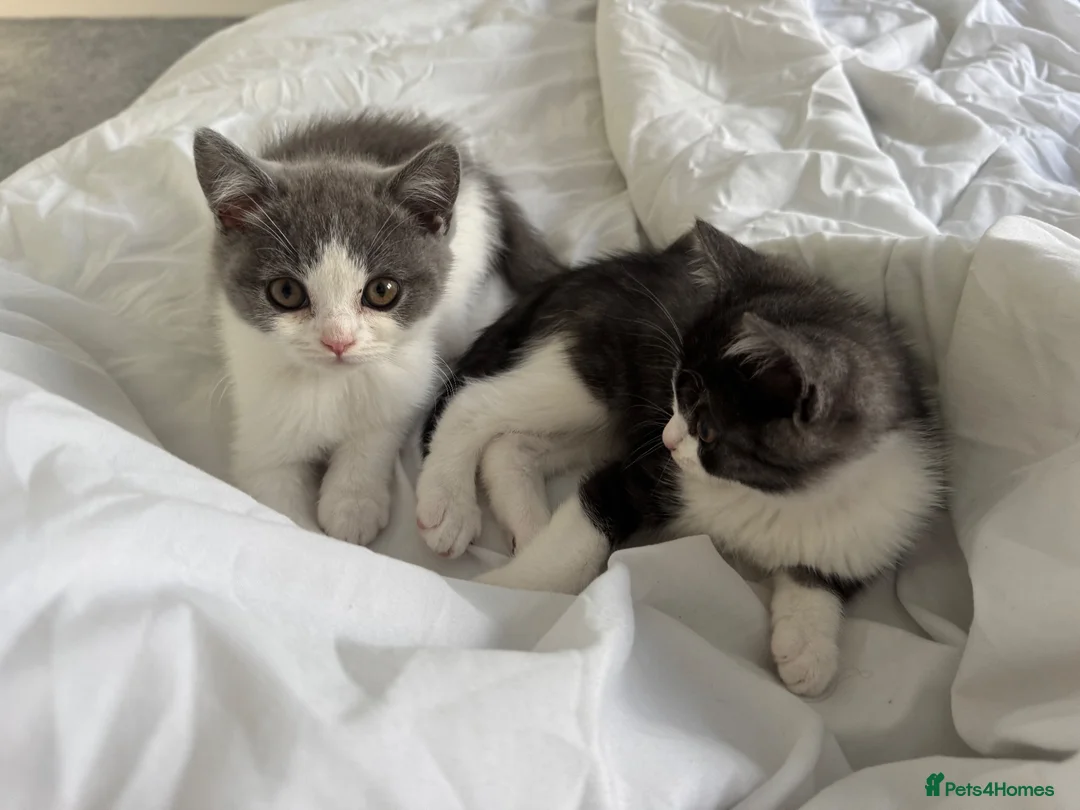 British Shorthair cats for sale: Beautiful British Shorthair 🐾 in Coventry - Advert 1