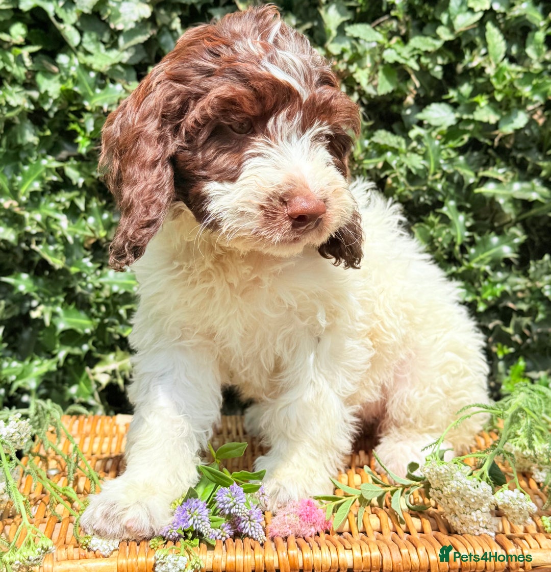Cockapoo dogs for sale:  cockapoo puppies **READY GO GO** - Image 12