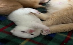 British Shorthair cats for sale: Gorgeous GCCF Ny12 + white kittens  - Image 5