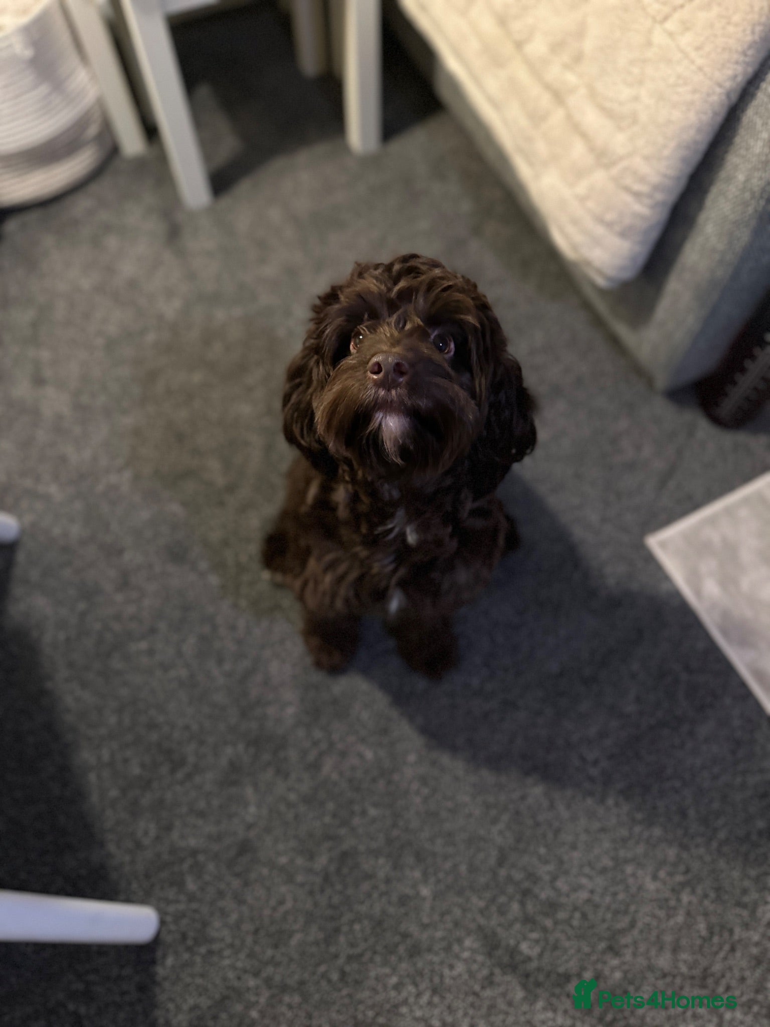 Cockapoo dogs Beautiful Male Cockapoo - Advert 1