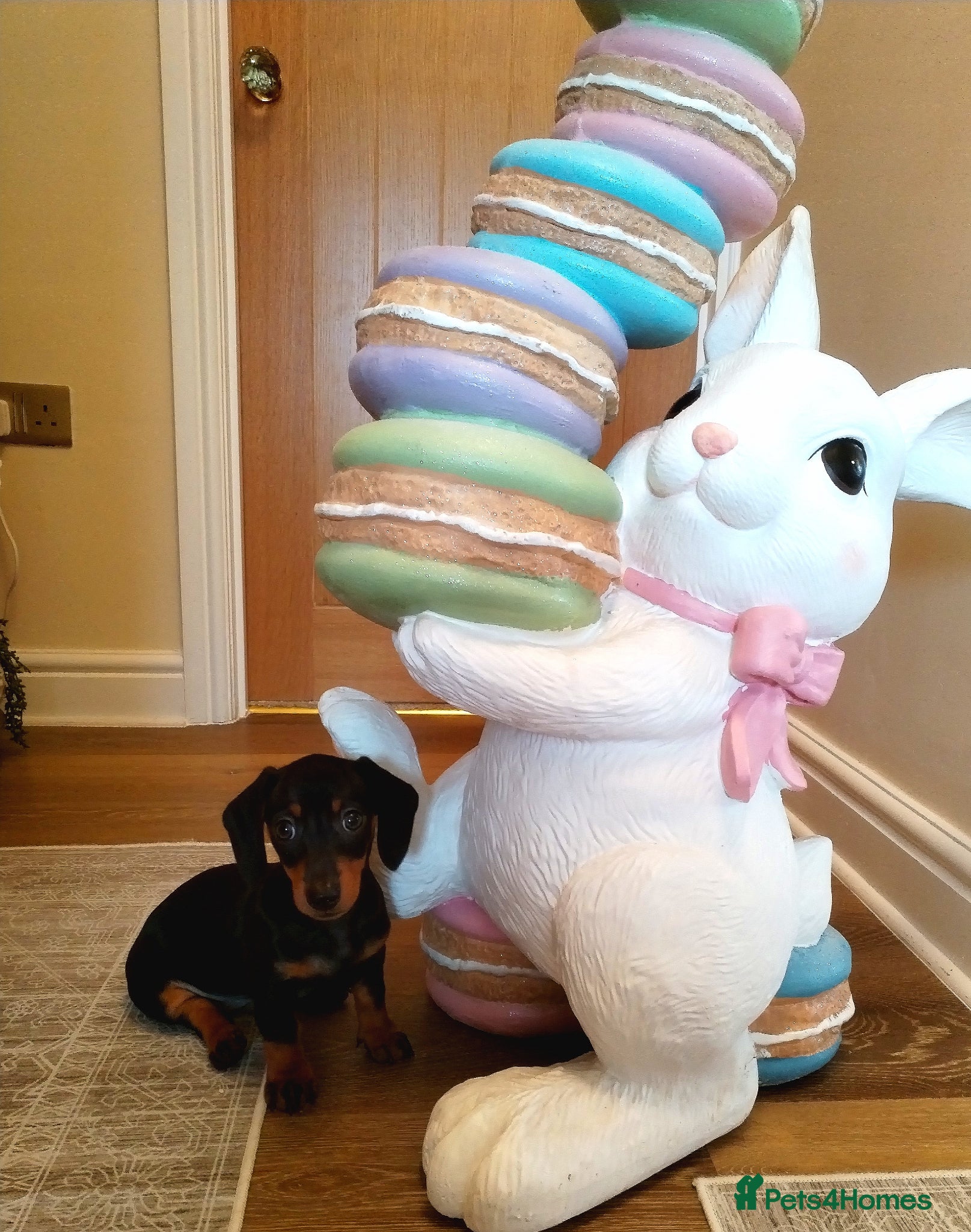 Miniature Dachshund dogs MINI DACHSHUND PRA CLEAR READY TO LEAVE  - Advert 7