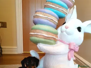 Miniature Dachshund dogs MINI DACHSHUND PRA CLEAR READY TO LEAVE - Advert 7