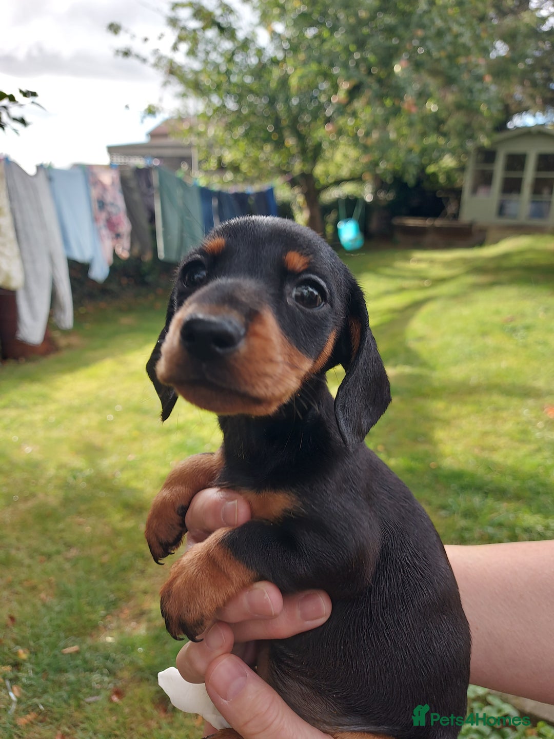 Miniature Dachshund dogs for sale: Beautiful litter of 6 true to type miniature pups. - Image 7