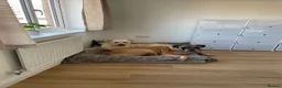 Mixed Breed dogs for sale: HuskyDoodle and Bullmastiff in Haverhill - Advert 3