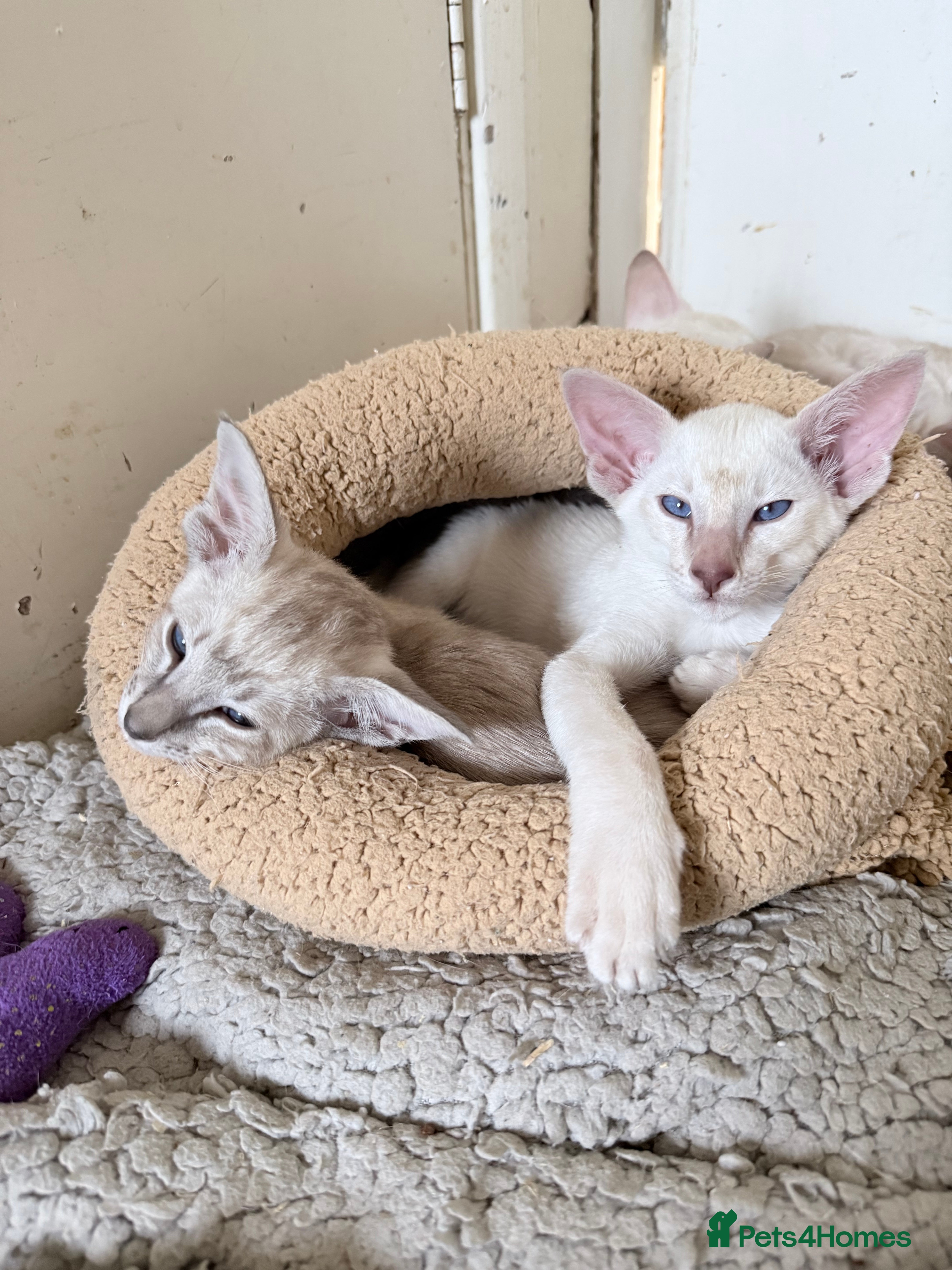 Siamese cats Cute Siamese babies - Advert 7