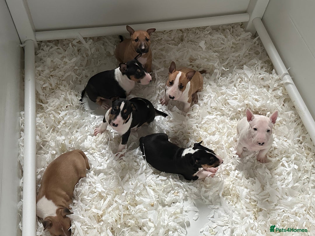 English Bull Terrier dogs for sale: English Bull Terrier Puppy 4 - QUALITY BULL TERRIER PUPPIES ❗️❗️ - Image 13