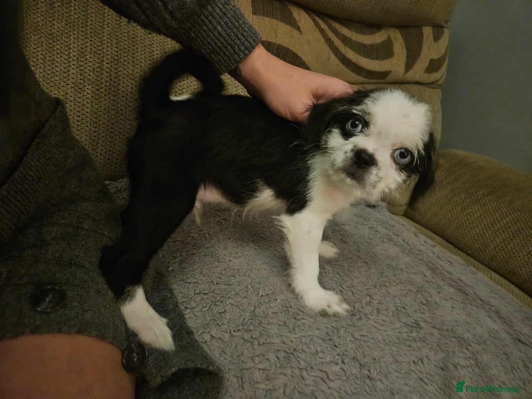 Mixed Breed dogs for sale: Shitzu cross pug - Image 2