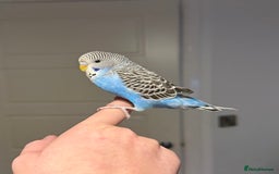 Budgerigars birds for sale: A pair of fully tamed budgies  £65 for both      - Image 12