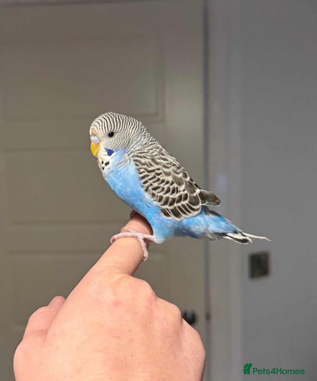Budgerigars birds for sale: A pair of fully tamed budgies  £65 for both      - Image 12