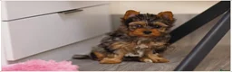 Yorkshire Terrier dogs for sale: MINIATURE BLUE EYE BLUEBERRY MERLE DNA TESTED - Advert 5