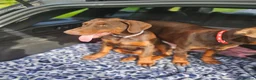 Dobermann dogs for sale: 🐕🐾 KC'D Superb little Girl Ready Now! 🏆 🐾 - Advert 7