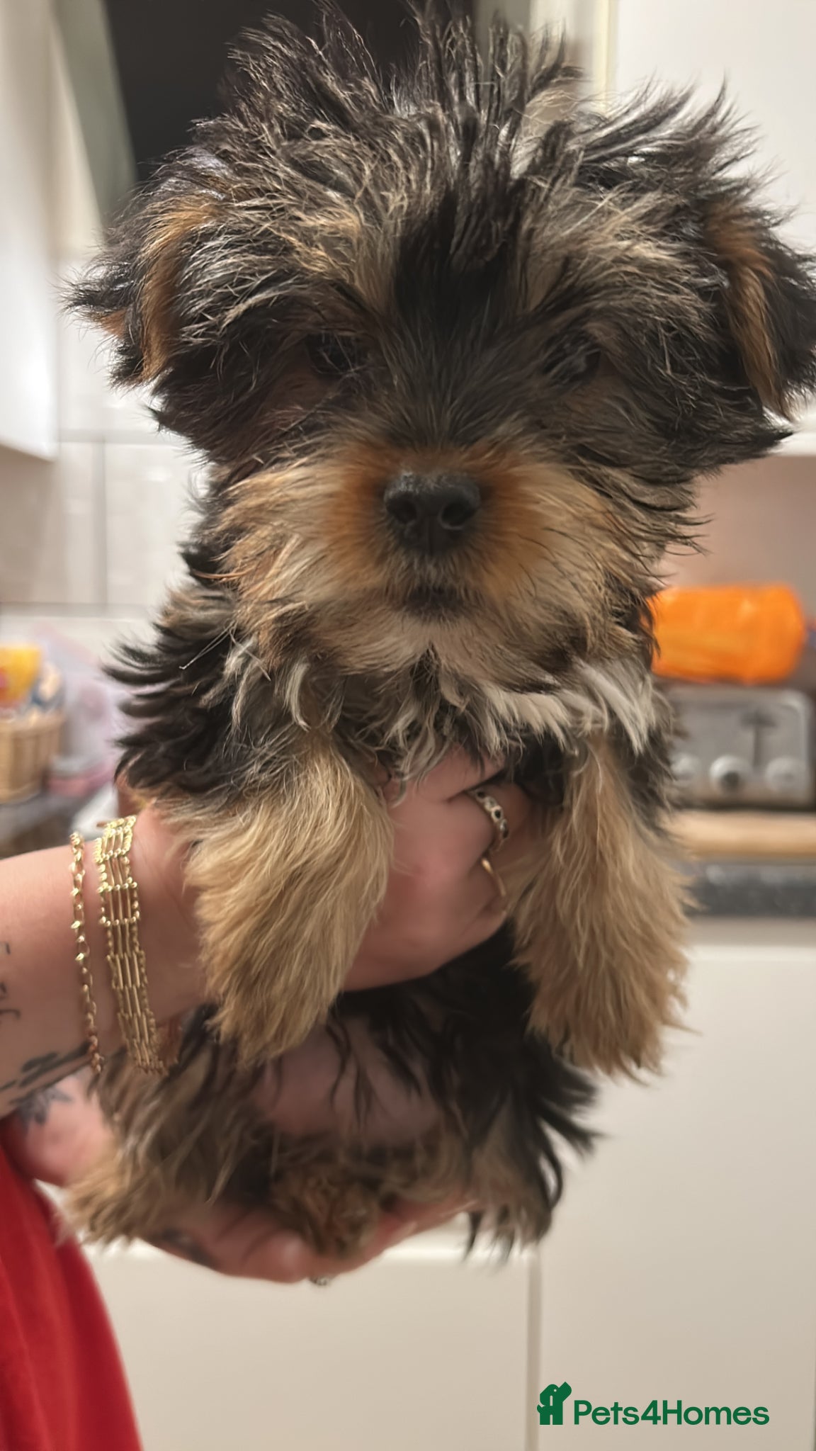 Yorkshire Terrier dogs Pedigree Yorkshire terrier pups  - Advert 10