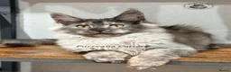 Maine Coon cats for sale: TICA registered Maine coon kittens READY NOW - Advert 10