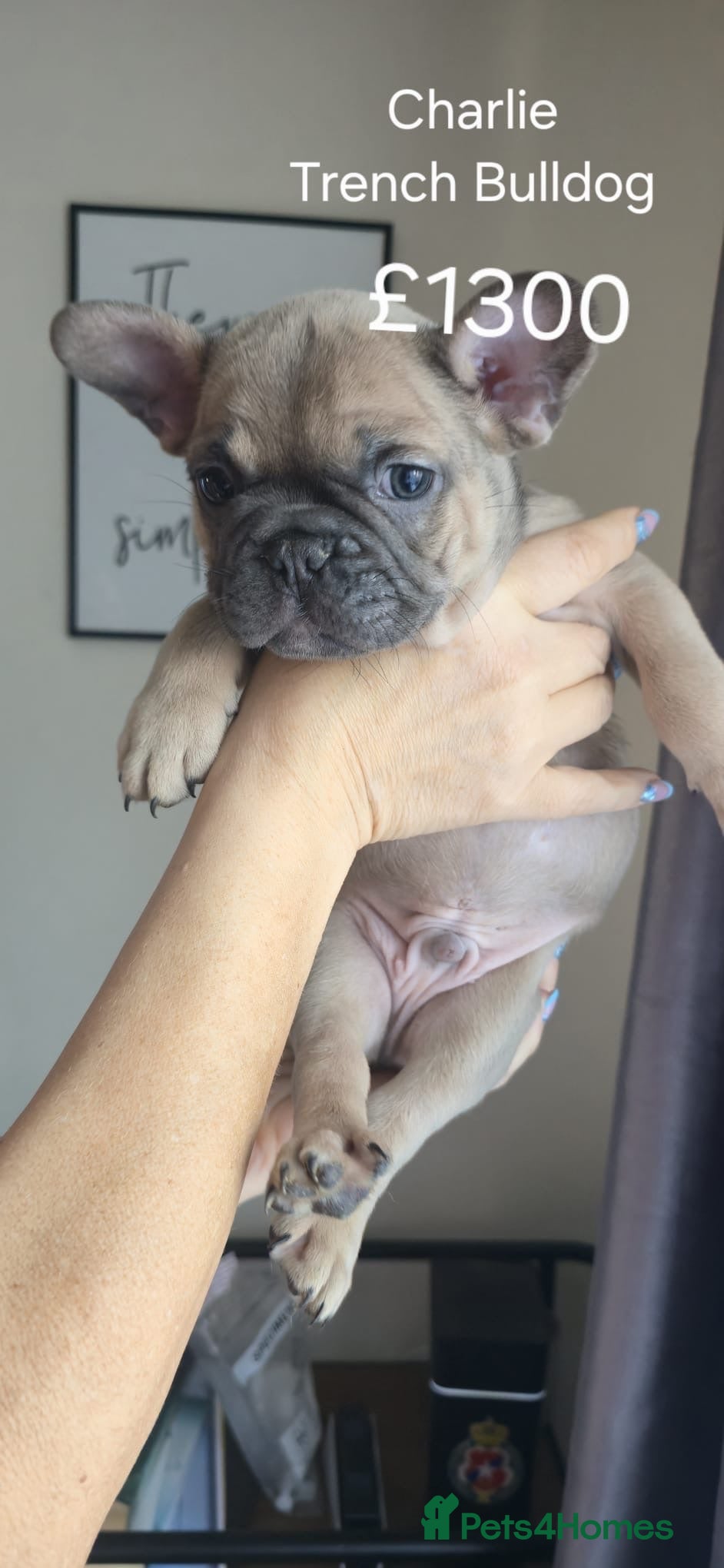 French Bulldog dogs Beautiful French bulldog puppies  - Advert 3
