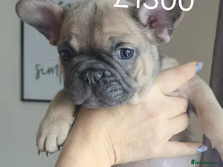 French Bulldog dogs Beautiful French bulldog puppies - Advert 3