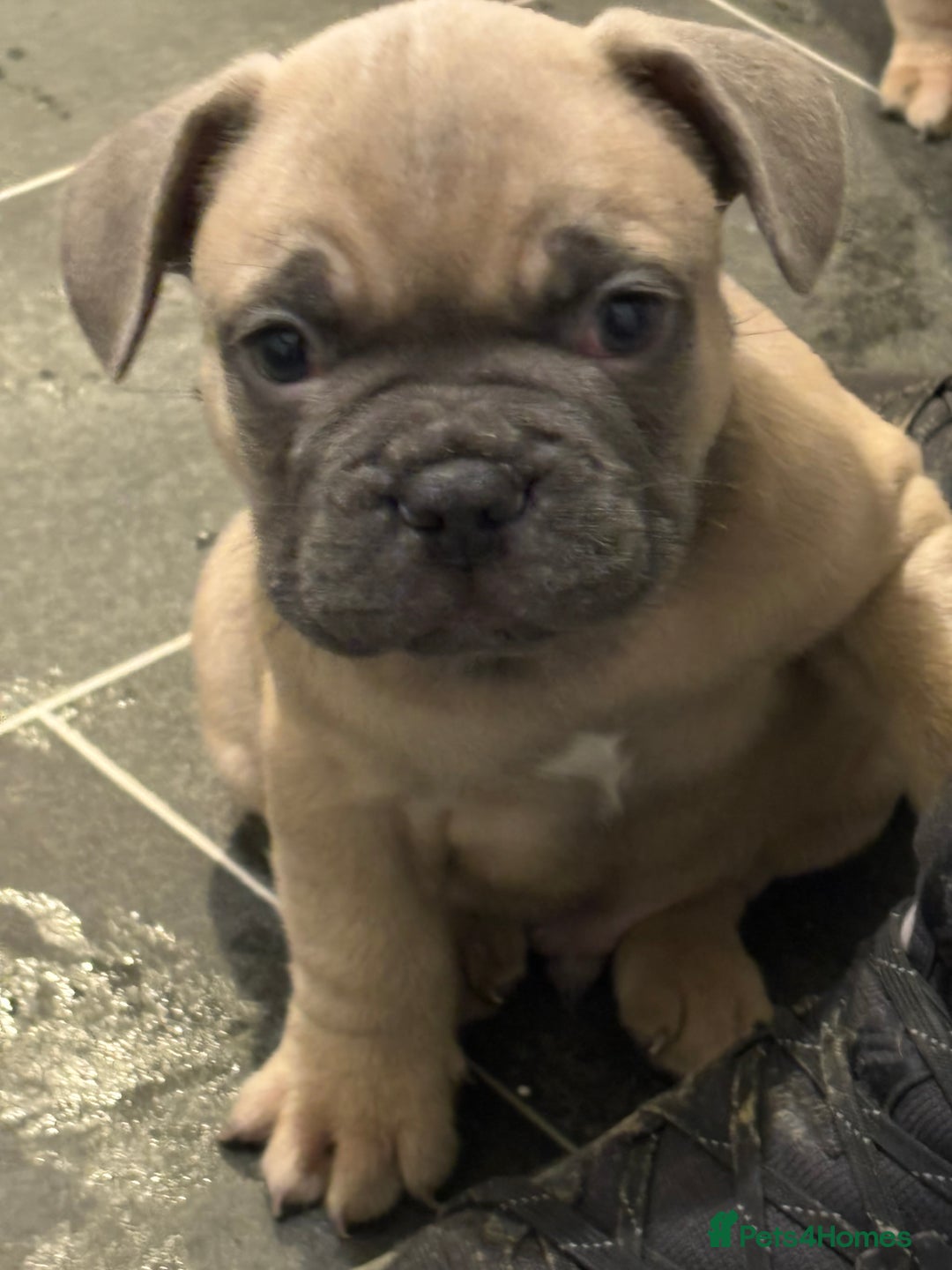 French Bulldog dogs for sale: *REDUCED* READY TO LEAVE French bulldogs  - Advert 11