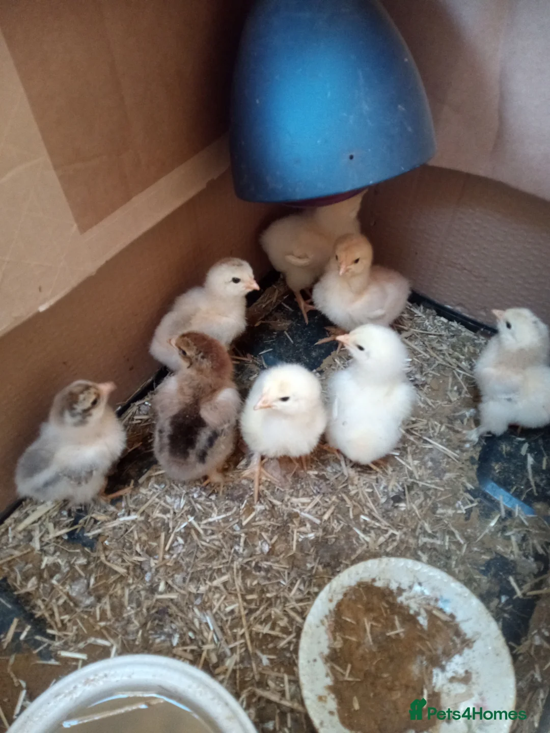 Chickens poultry for sale: Week old Brahma chicks, + month old chicks - Advert 1
