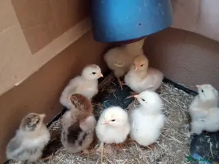 Chickens poultry Week old Brahma chicks, + month old chicks - Advert 1