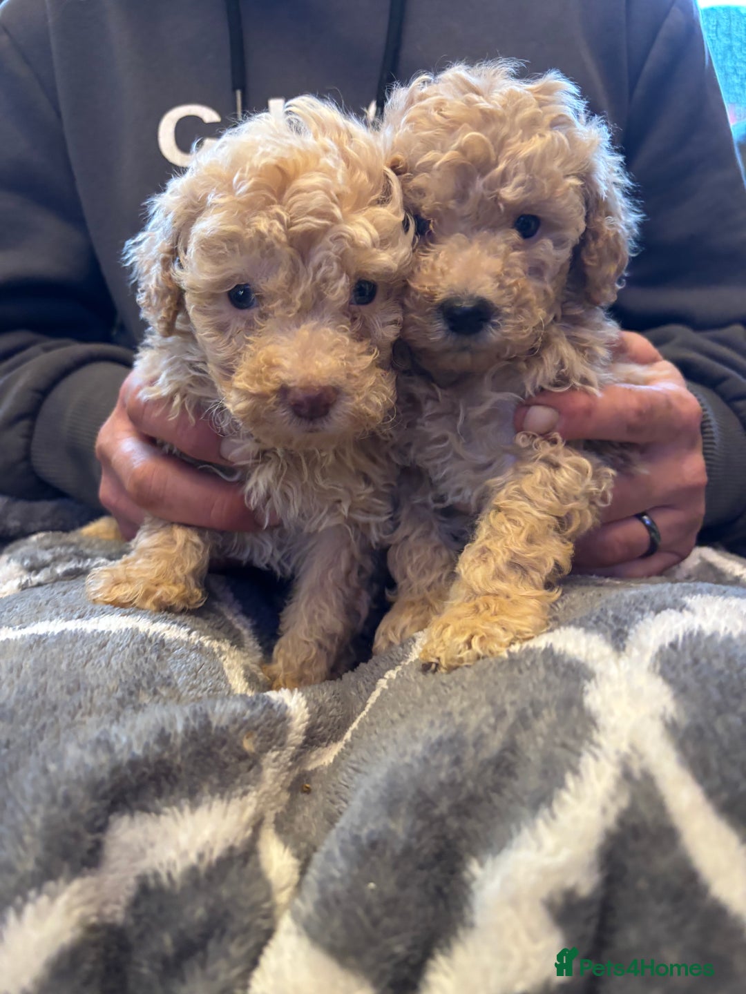 Miniature Poodle dogs for sale: Beautiful miniature cream poodles - Advert 3