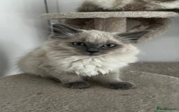 Ragdoll cats for sale: Beautiful ragdoll kittens - Image 5