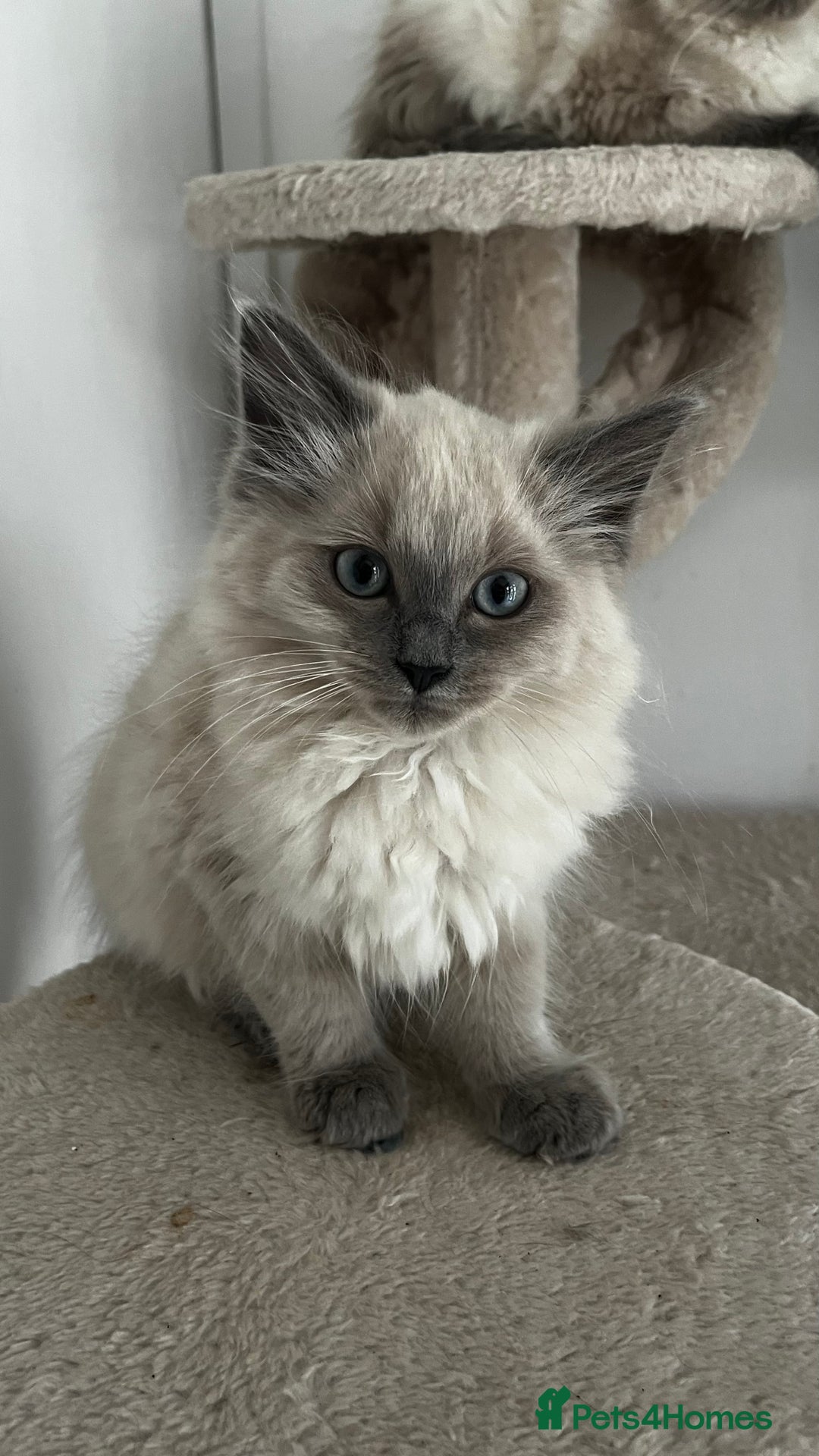 Ragdoll cats for sale: Beautiful ragdoll kittens - Image 5
