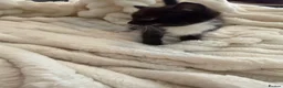 Mixed Breed cats for sale: Kittens available now  - Advert 7