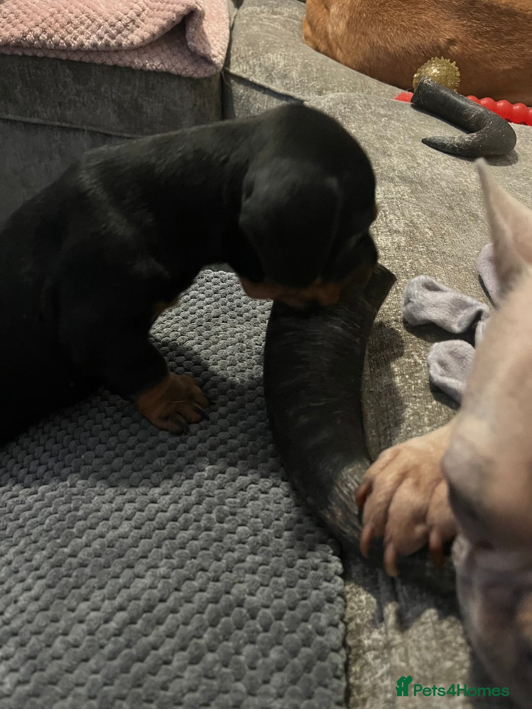 Mixed Breed dogs for sale: Miniature dachshund X French bulldog  - Image 19
