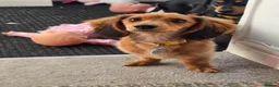 Dachshund dogs for sale: Two cousin Dachshunds - Advert 1
