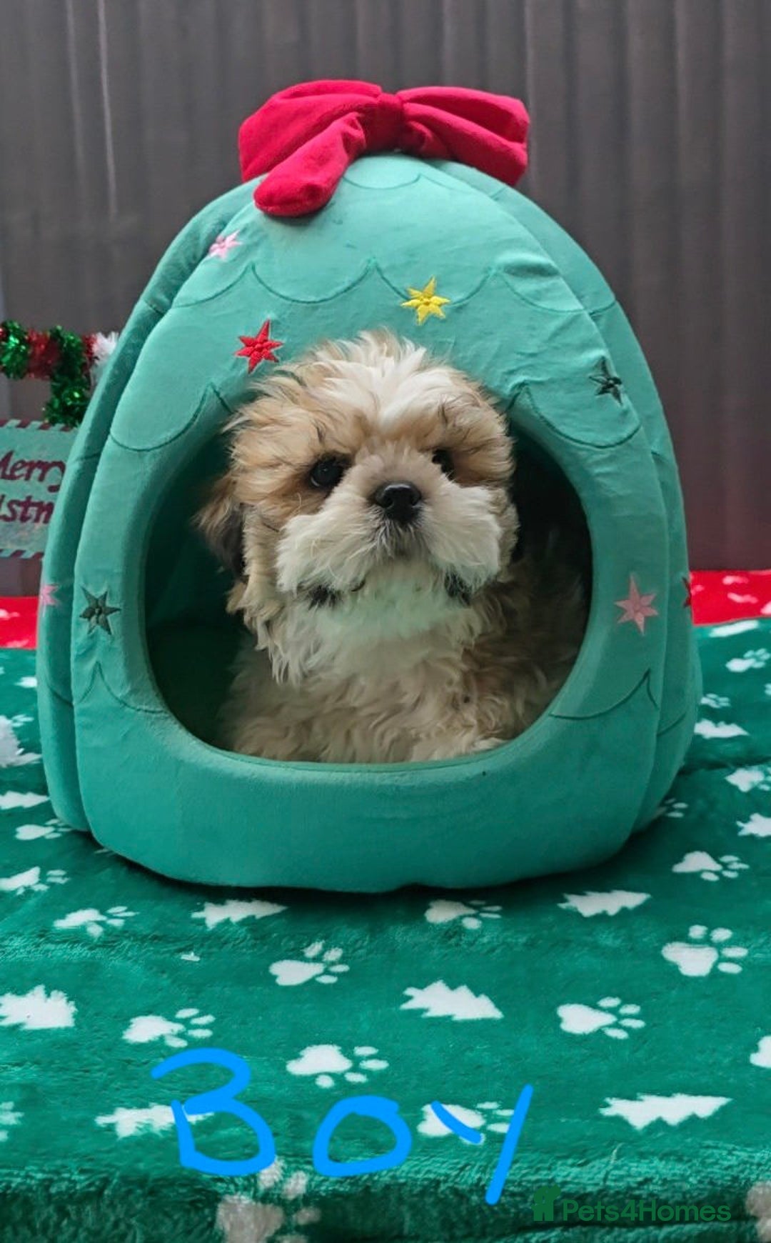 Shih Tzu dogs for sale: Little White Hearts Seeking Their Forever Homes - Advert 8