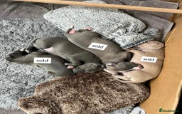 Italian Greyhound dogs for sale: 1 Italian Greyhound Puppy Girl / Bitch For Sale! - Image 3
