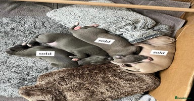 Italian Greyhound dogs - Advert 15