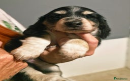 Miniature Dachshund dogs for sale: Longhaired Minature Dachshunds  - Image 6