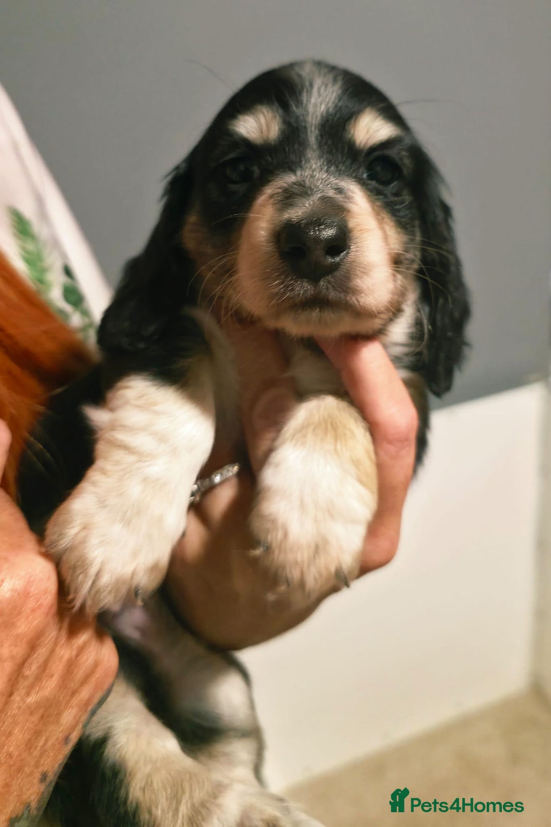 Miniature Dachshund dogs for sale: Longhaired Minature Dachshunds  - Image 6