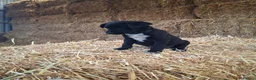 Borador dogs for sale: Labrador x Border Collie Pups for Sale - Advert 9