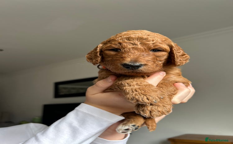 Goldendoodle dogs in Merthyr Tydfil - Advert 3