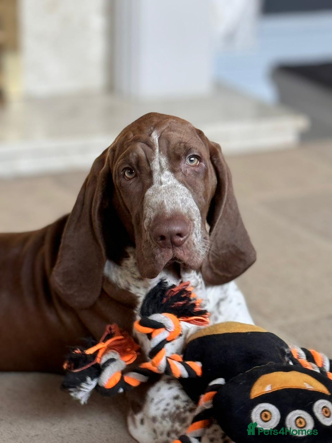 Bracco Italiano dogs for stud: Valentino Rossi Italian Import - Image 15
