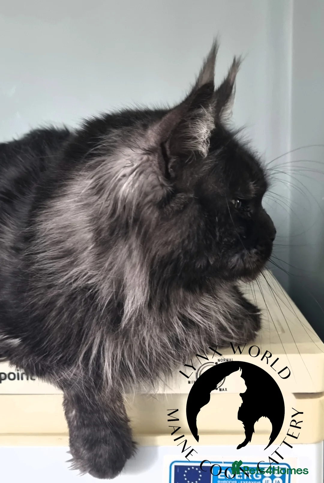 Maine Coon cats for stud: Proven Champion bloodlines stud in Doncaster - Advert 10