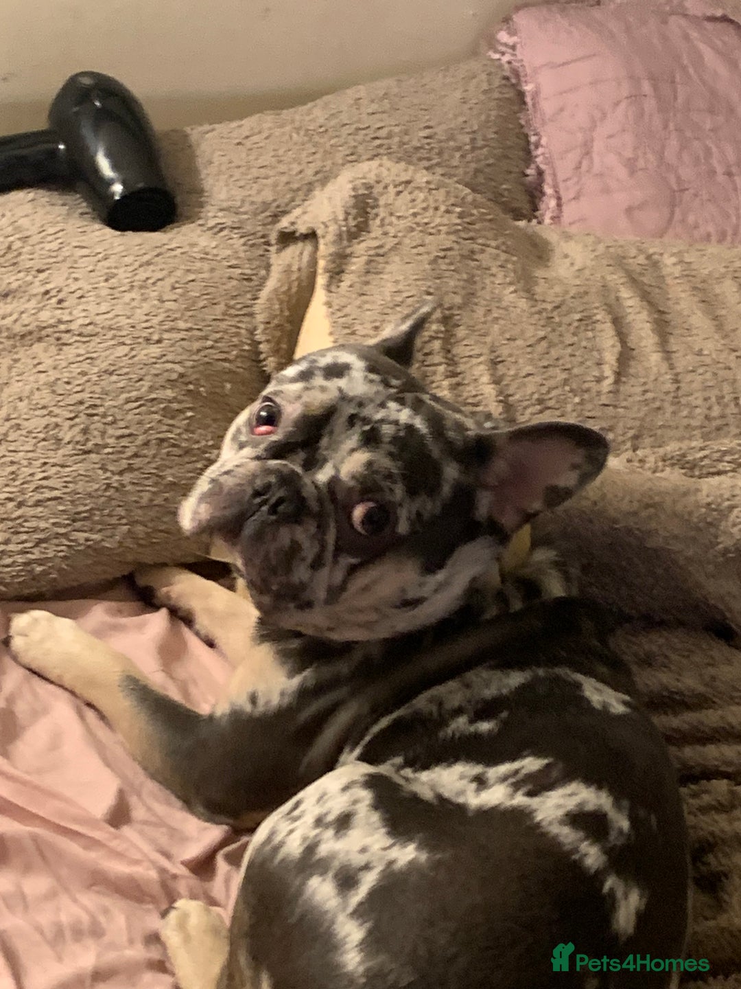 French Bulldog dogs for stud: Rokko French bulldog  - Advert 2