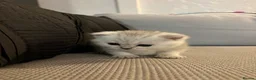 British Shorthair cats for sale: British shorthair kittens, breeded - Advert 16